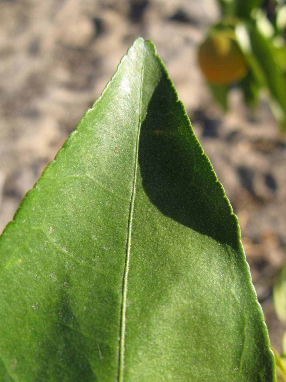              Margin (Winter Haven, FL)       